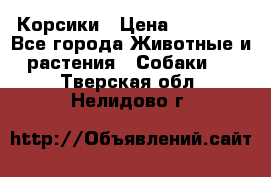 Корсики › Цена ­ 15 000 - Все города Животные и растения » Собаки   . Тверская обл.,Нелидово г.